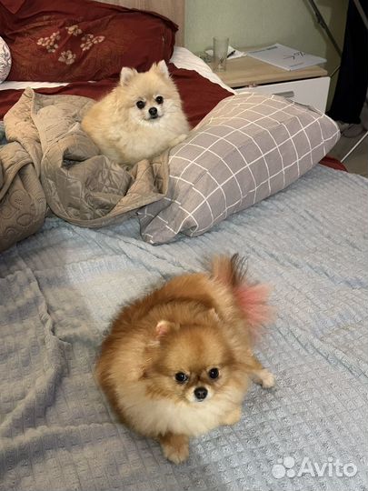 Отель для собак (животных ) Догситтер от 850