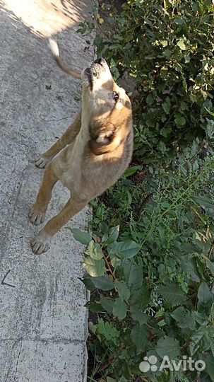 Собаки бесплатно