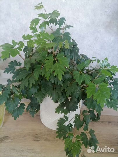 Цветы для дома, офиса