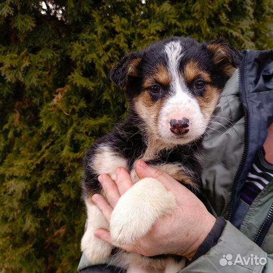 Отдам в добрые руки