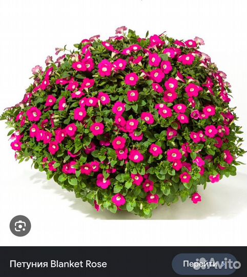 Черенки вегетативной петунии