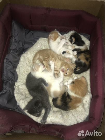 Раздается счастье