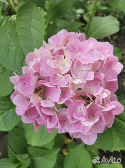 Гортензия крупнолистная