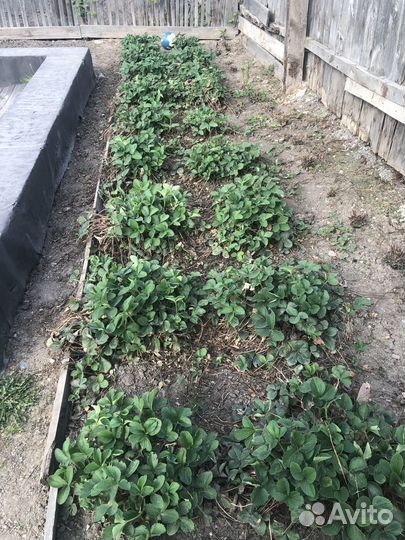 Клубника ремонтантная