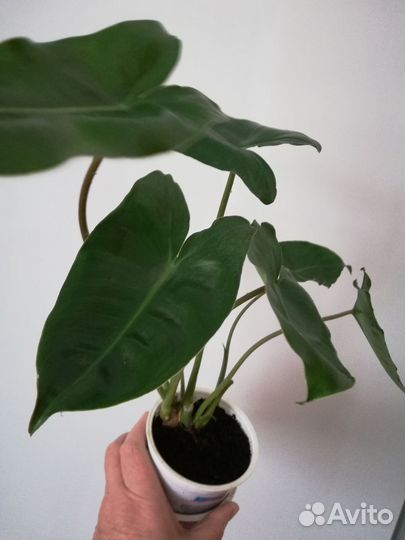 Филодендрон бурле маркс