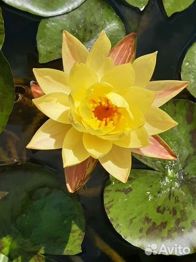 Нимфея Paranee