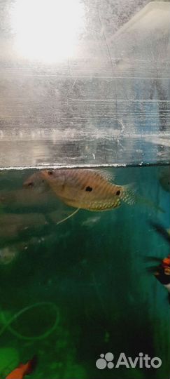 Аквариумные рыбки