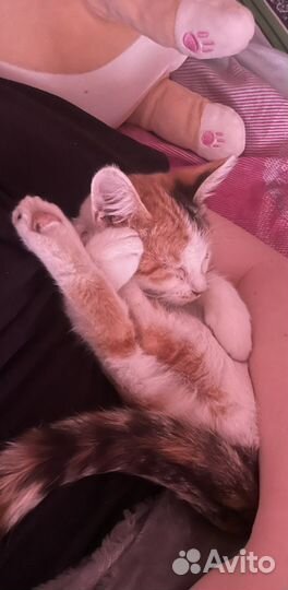 Европейская