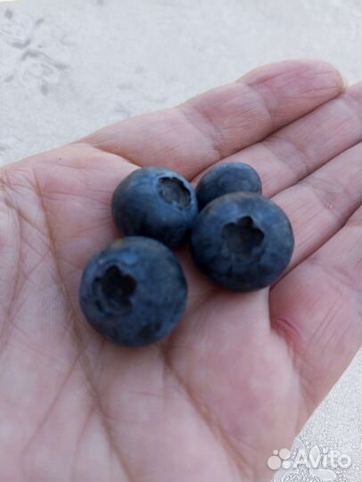 Голубика садовая саженцы Спартан, Дюк,Блюэтта