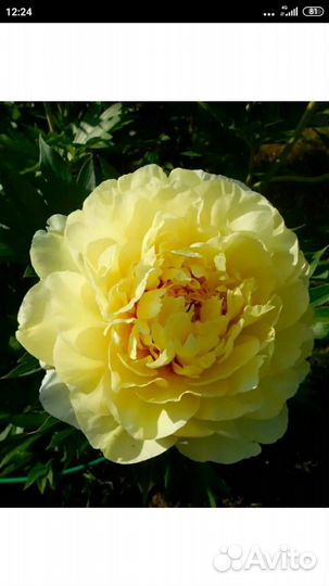 Пионы сорт бартзелла