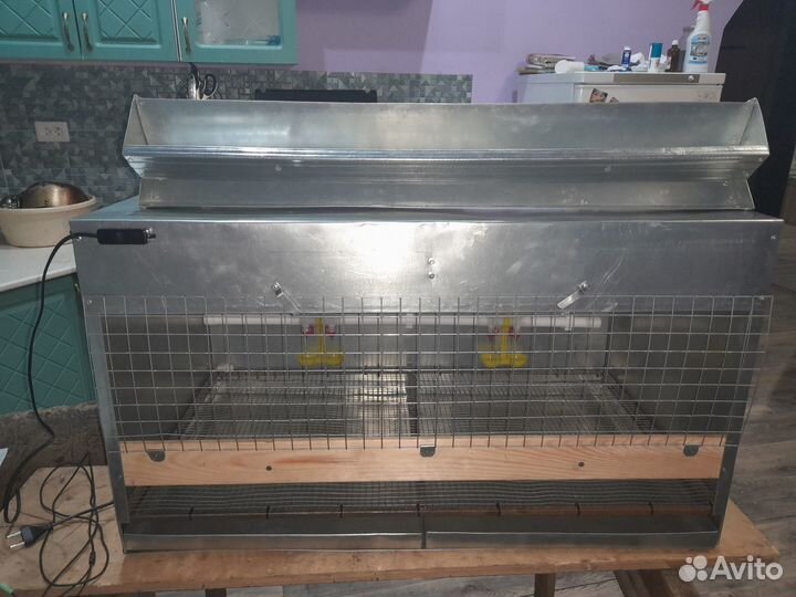 Брудер для цыплят