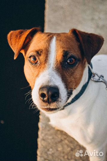 Вязка джек рассел терьер