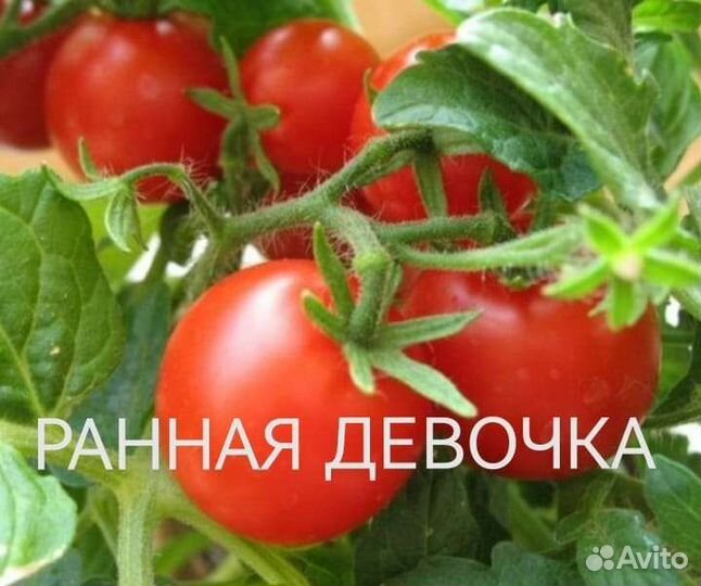 Рассада низкорослых томатов разные сорта