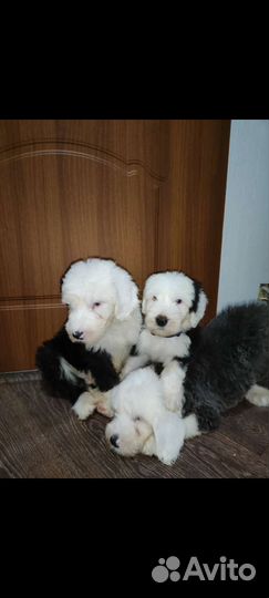 Бобтейл щенки