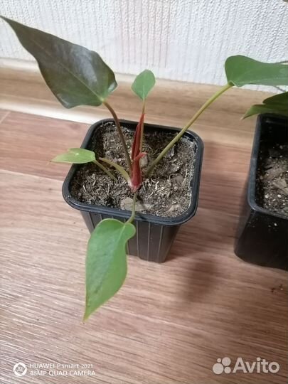 Комнатные цветы