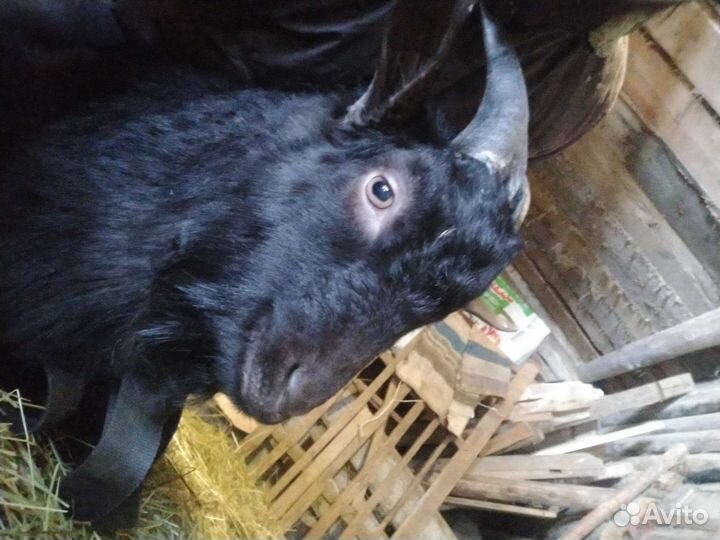 Козлы тоггенбургские