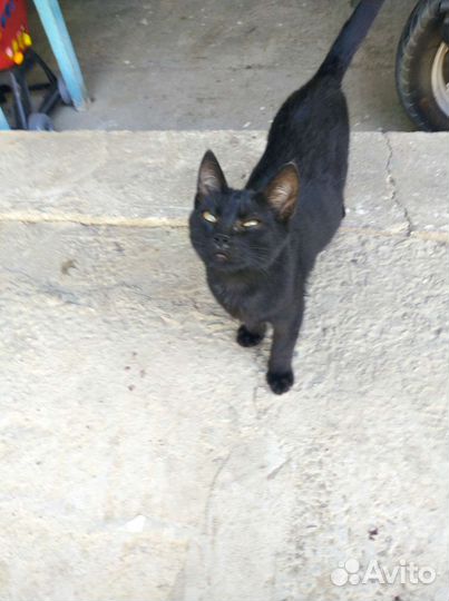 Котики очень ищут добрые ручки