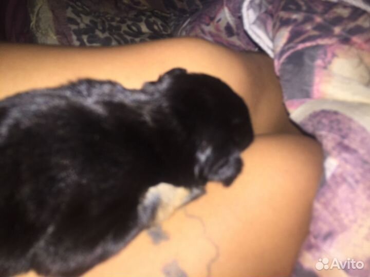 Щенок ротвейлера