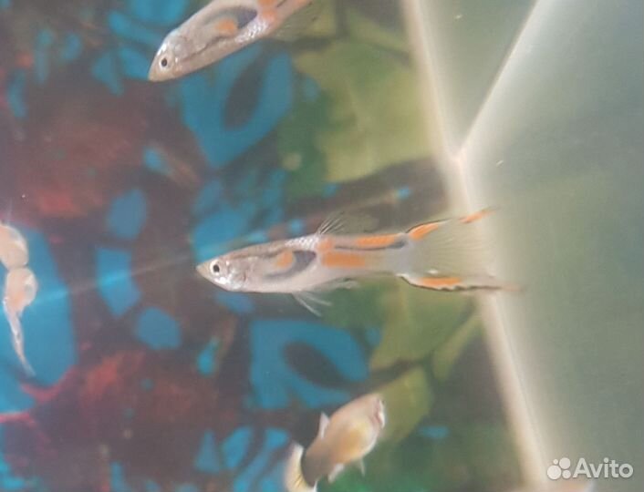 Аквариумные рыбки гуппи