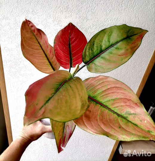 Аглаонема Маха Хенг Тайланд