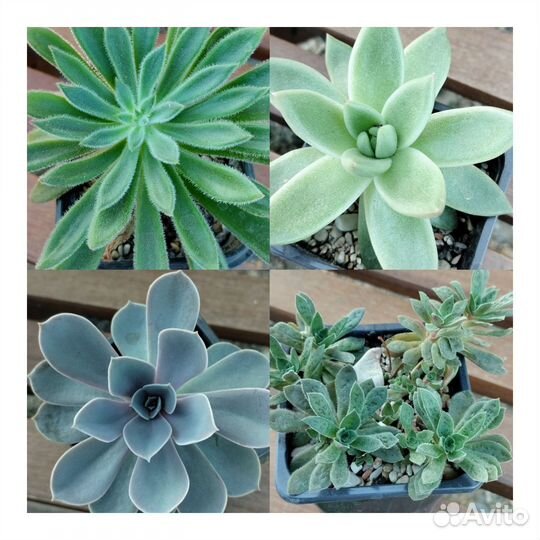 Кактусы и суккуленты