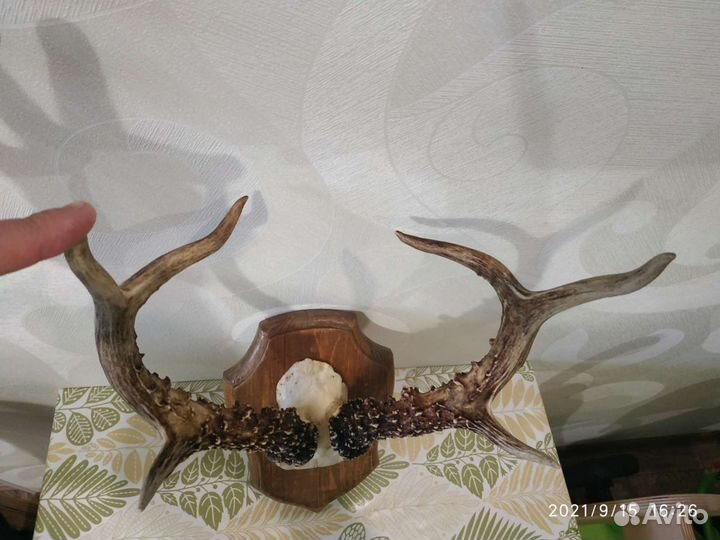 Рога косули