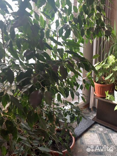 Продам растения