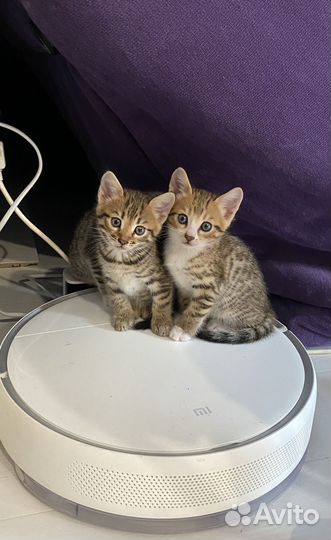 Бенгальская кошка