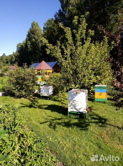 Улей с пчелами