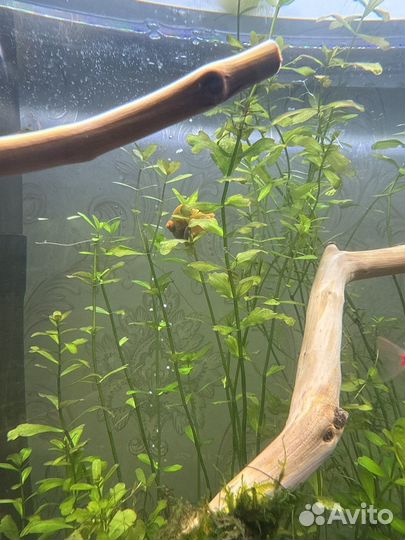 Улитки ампулярии желтая