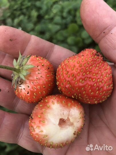 Рассада клубники