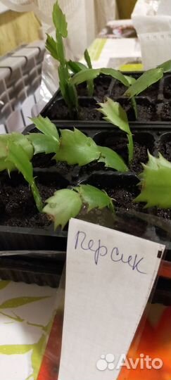 Цветы домашние