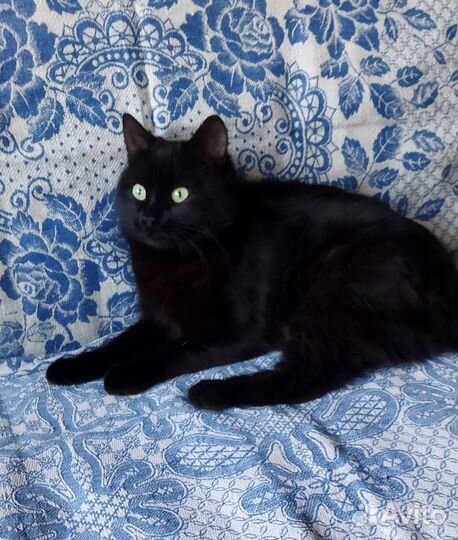 Отдам кота в добрые руки