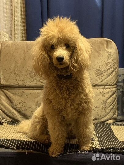 Вязка малый пудель