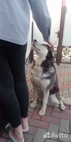 Собака в добрые руки