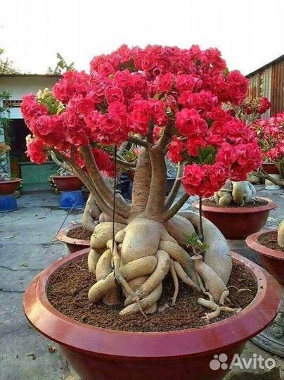 Адениум абессум