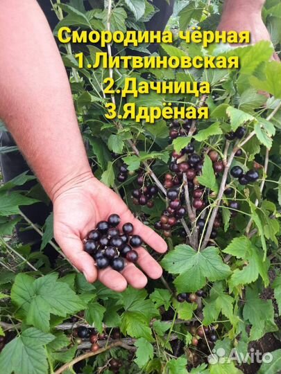 Растения