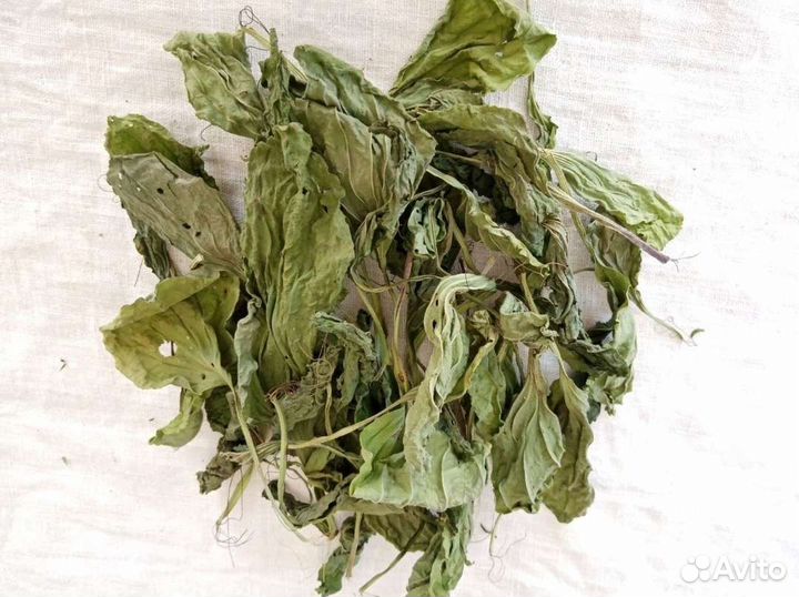 Подорожник большой лист. Семижильник