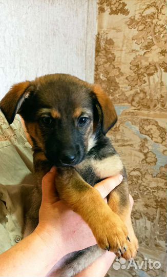 Щенок в добрые руки