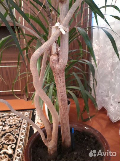Драцена (2 в одном)