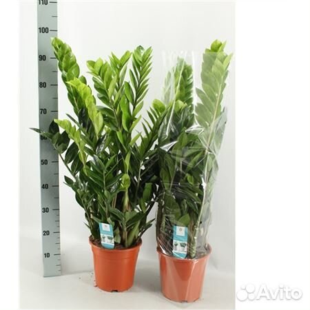 Замиокулькас Zamiifolia