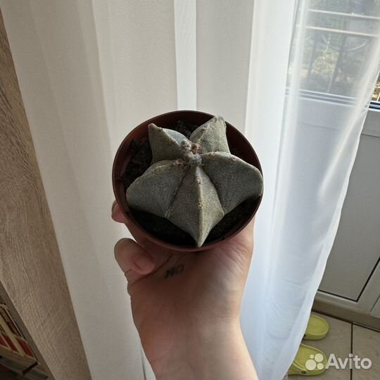 Кактус Astrophytum myriostigma (D-9 см)