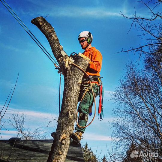 Спил деревьев