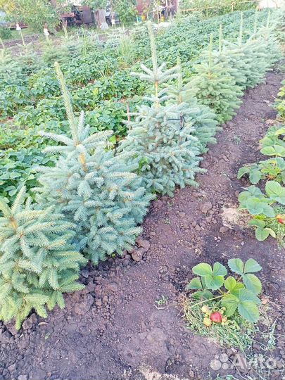 Хоста растение