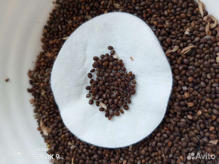 Шалфей семена