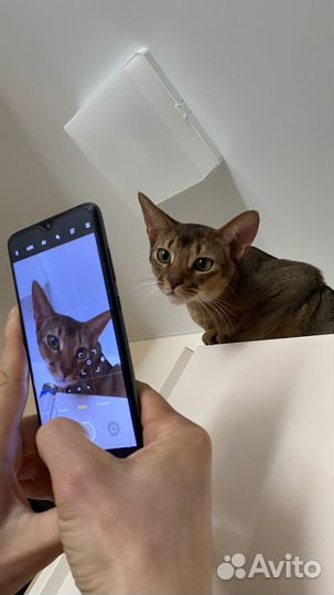 Вязка, Абиссинский кот