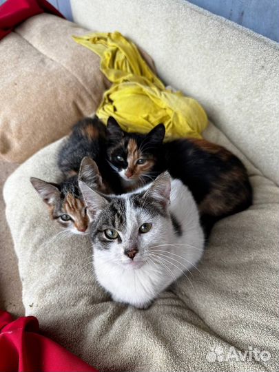 Кошка в дар