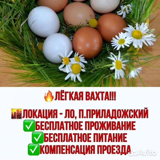 Упаковщик яиц. Вахта - 50км от СПБ