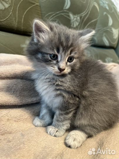 Шотланская кошка
