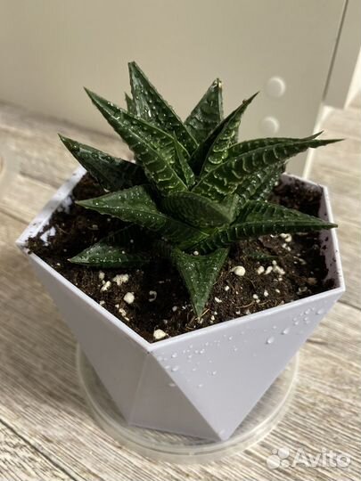 Суккуленты (денежное дерево и хавротия)